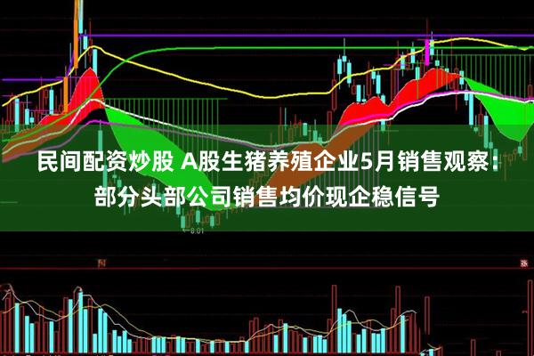 民间配资炒股 A股生猪养殖企业5月销售观察：部分头部公司销售均价现企稳信号